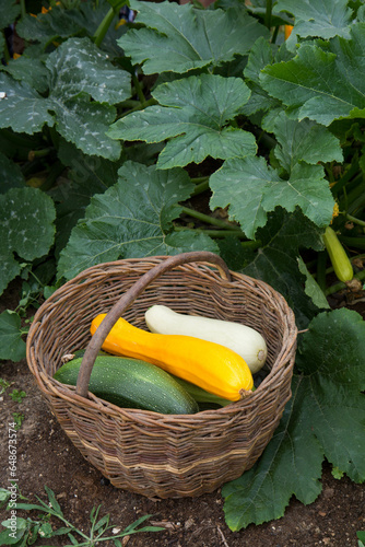 Zucchinis of different colors in a basket in a garden