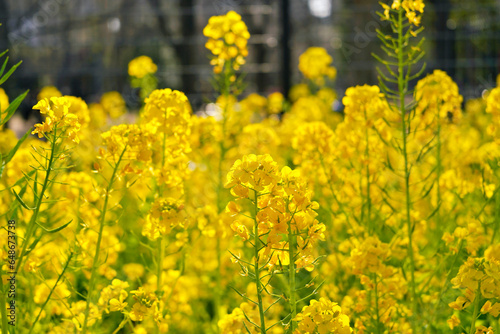 field of yellow flowers © orinmr
