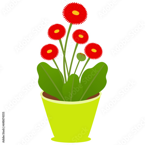 Daisy flower in a pot on a white background.