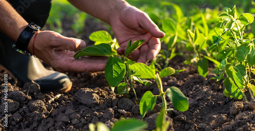 soybean sprouts on the field growing in the hands of a farmer. Selective focus.