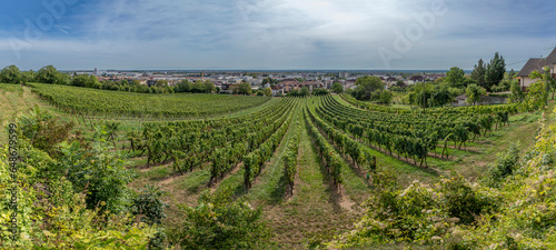 Obernai, France - 09 03 2023: Alsatian Vineyard. Panoramic view of vine fields along the wine route and Obernai city in background. photo