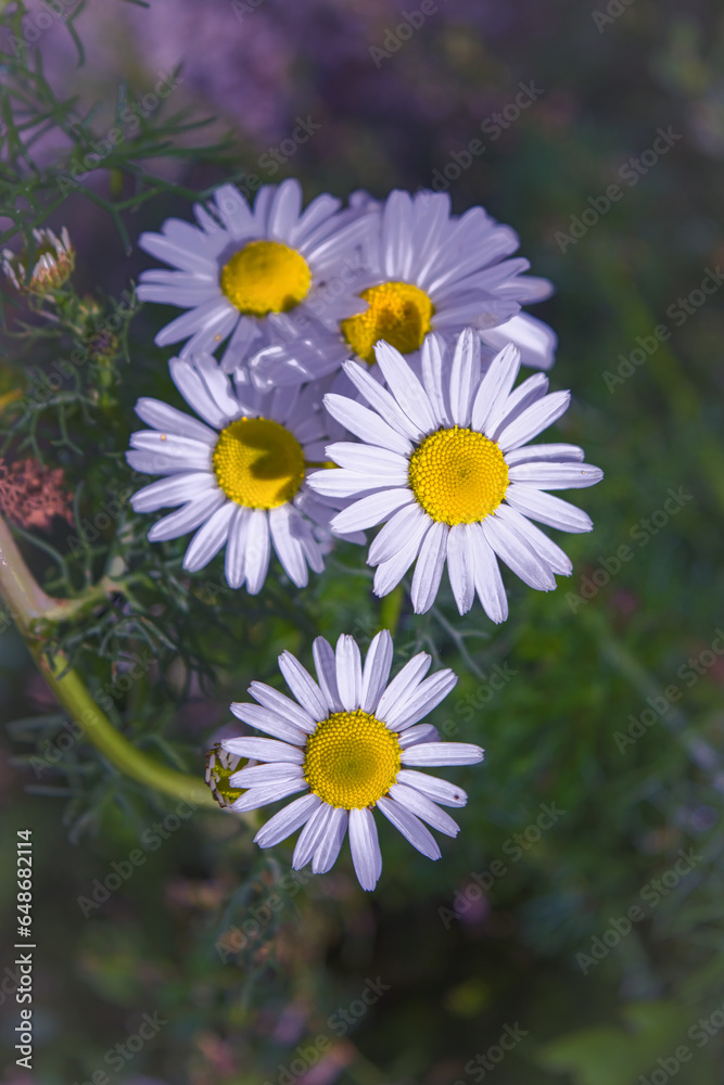 Obraz premium Flower of garden or medicinal chamomile Matricaria recutita . The concept of naturalness. Wallpaper, poster with a natural background.