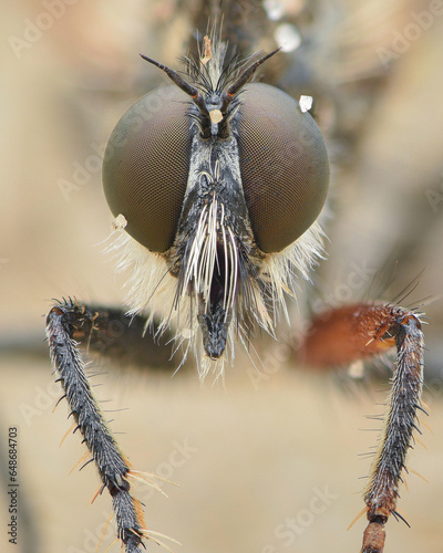 Portrait of a Fan-Bristled Robberfly with white hairs and brown eyes (Dysmachus trigonus) photo