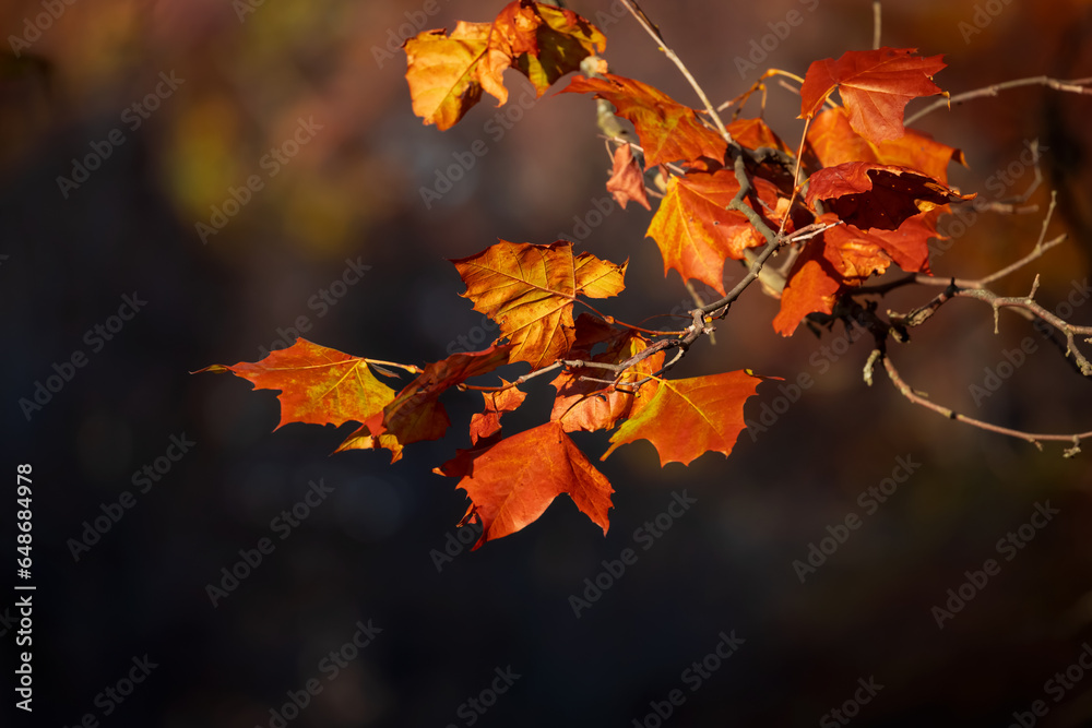 Golden color dry maple leaves back lit in autumn. Golden color dry maple leaves back lit in autumn.