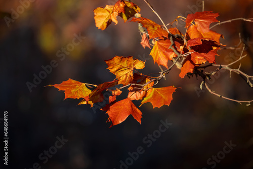 Golden color dry maple leaves back lit in autumn.