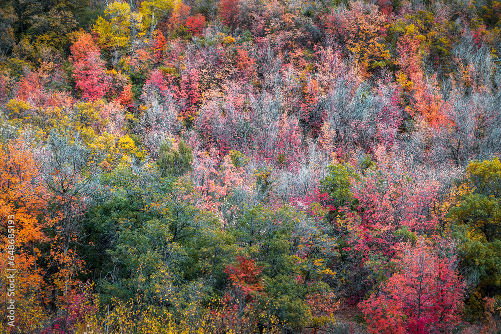 Colorful autumn trees on the slope of Mount Nebo in Utah.