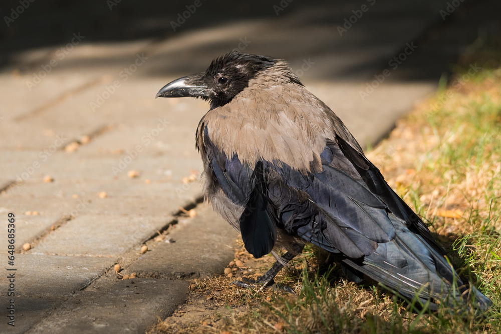 Obraz premium A Crow is Resting in the Grass near the Road on a Beautiful Autumn Day