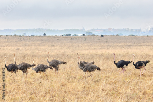 Flock of Ostriches Running Across Savannah