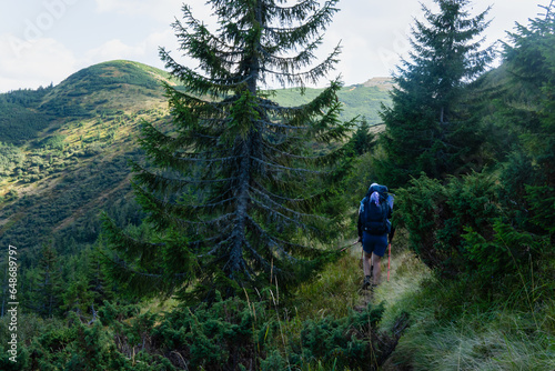 A group of tourists of different ages and genders with trekking poles and backpacks traveling along a trail through green meadows in the Carpathian mountains  Ukraine.