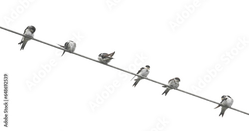 Western house martin on wire isolated on white, clipping path photo