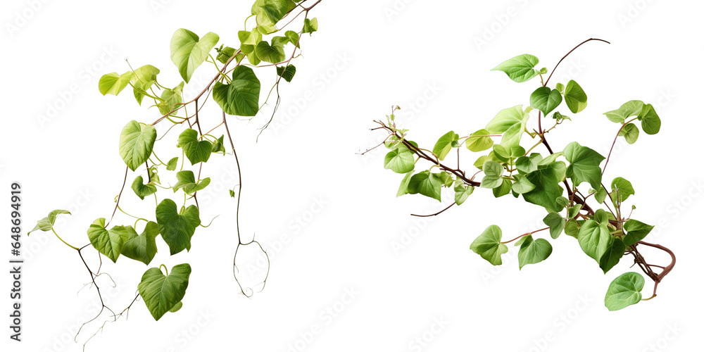 Png Set A climbing vine plant isolated on a transparent background with a clipping path - obrazy, fototapety, plakaty 