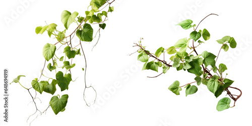 Canvas Print Png Set A climbing vine plant isolated on a transparent background with a clippi