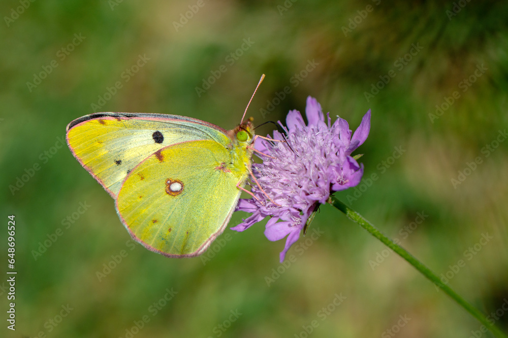 Macro shots, Beautiful nature scene. Closeup beautiful butterfly sitting on the flower in a summer garden. Macro shots, Beautiful nature scene. Closeup beautiful butterfly sitting on the flower in a summer garden.