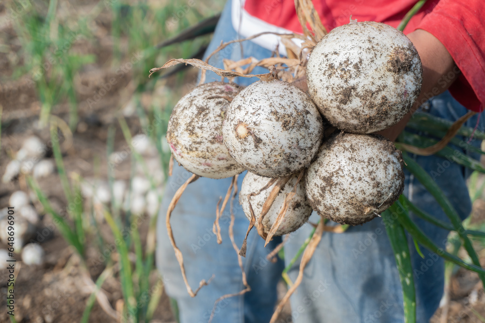 Hand holding organic onions Hand holding organic onions
