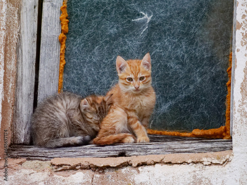 dos cachorros de gatos acurrucados en una ventana vieja