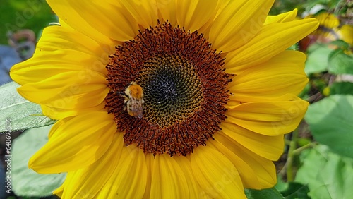 sunflower and bee in garden