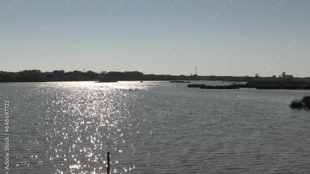 vue des marais près de la ville Saint-Laurent-d'Aigouze en Camargue (Occitanie, France)	