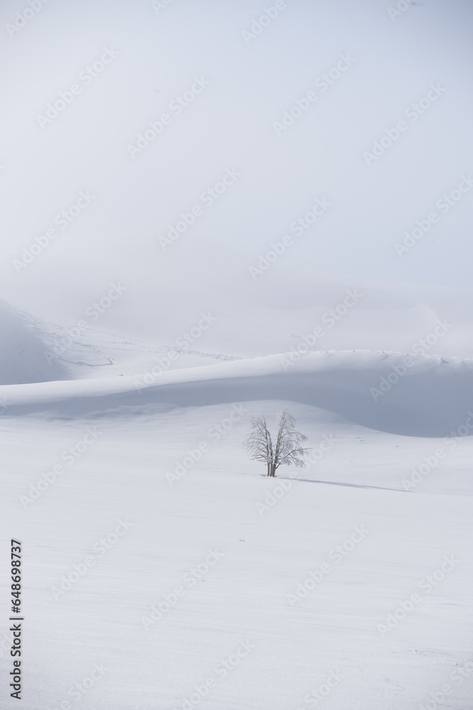 Single leafless tree in snowy landscape with hills Single leafless tree in snowy landscape with hills