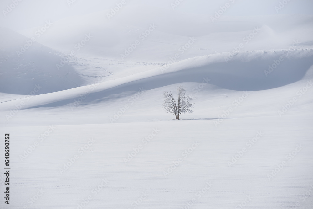 Single leafless tree in snowy landscape with hills in background