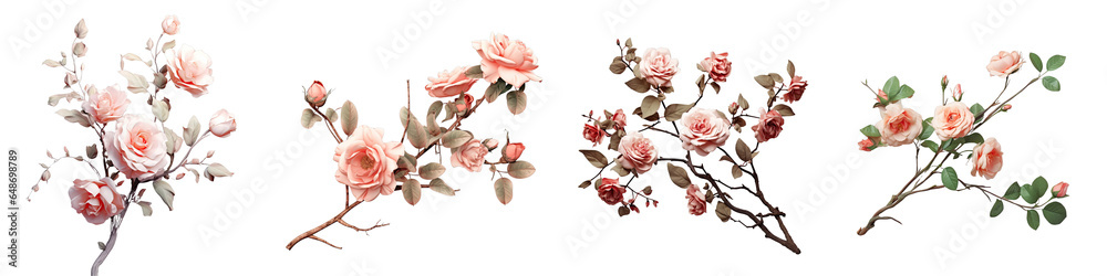 Png Set Isolated transparent background with a rose bush branch Png Set Isolated transparent background with a rose bush branch