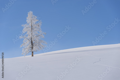 A tall frosted tree on a snowy slope with a deep blue sky in Yellowstone NP