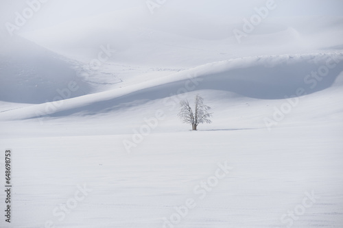 Single leafless tree in snowy landscape with hills in background