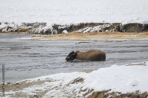 Bison crossing river in snowy landscape