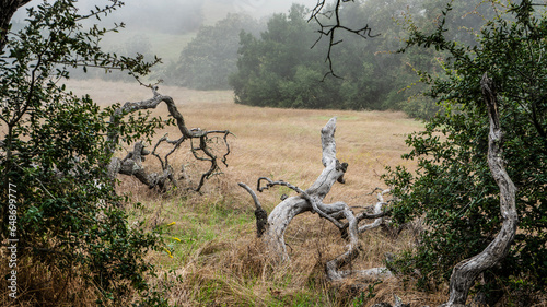 dead old tree branches laying in field on a foggy day