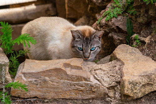 blue eyed cat resting on a rock