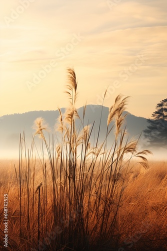 Fotografia tall grass field mountains background located swamp sunrise winter lake setting