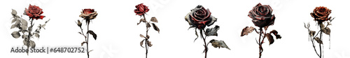 Png Set Black and white dried rose on transparent background