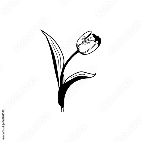 Flowers, Blossoms, Garden, Bouquet, Petals, Floral arrangement, Botanical, Pollination, Blooms, Fragrance