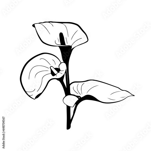 Flowers, Blossoms, Garden, Bouquet, Petals, Floral arrangement, Botanical, Pollination, Blooms, Fragrance
