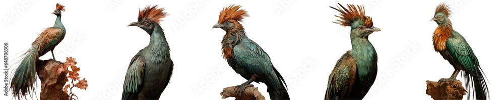 Png Set Bronze featherback from India on a transparent background Png Set Bronze featherback from India on a transparent background