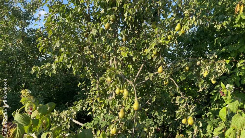 Ripe beautiful yellow large pears hang on a pear tree in the garden, gently swaying in the wind against a blue sky on a sunny day. Concept of healthy eating. A pear tree with yellow pears. Ripe juicy Ripe beautiful yellow large pears hang on a pear tree in the garden, gently swaying in the wind against a blue sky on a sunny day. Concept of healthy eating. A pear tree with yellow pears. Ripe juicy