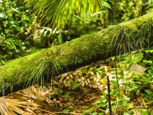 moss on tree