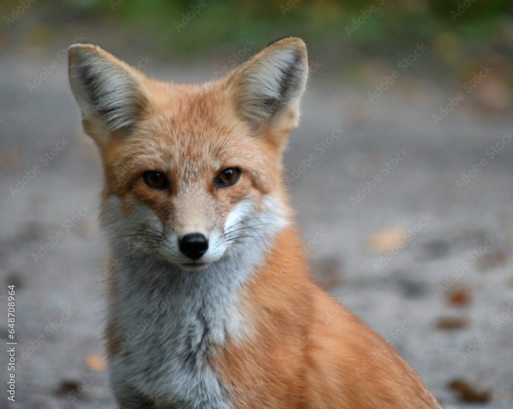 Fototapeta premium red fox vulpes close up portrait 