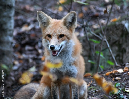 red fox vulpes © Devan