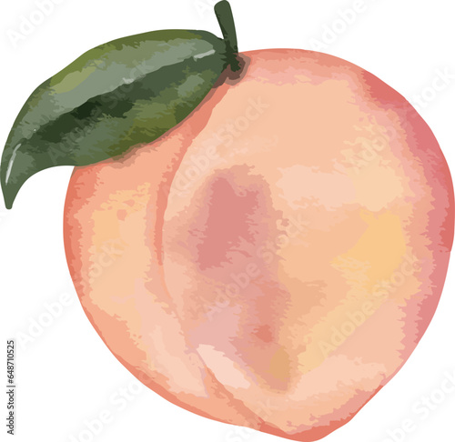 peach fruit   watercolor illustration isolated element