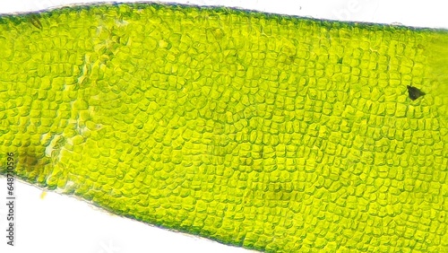 Obraz na plátně Seaweed Ulva compressa cells under the microscope