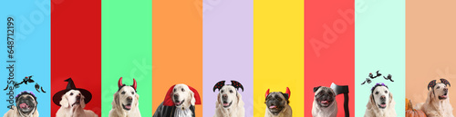 Wall Mural Set of many dogs in Halloween costumes on color background