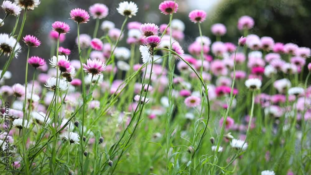 Multicolored cosmos flowers in meadow in spring summer nature.