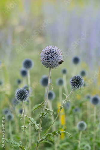 kugelförmige violette Blüten mit Biene