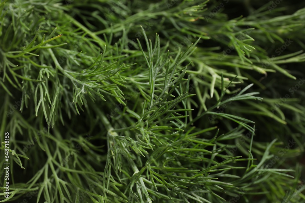 Fresh green dill as background, closeup view Fresh green dill as background, closeup view