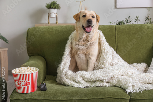 Fototapeta Naklejka Na Ścianę i Meble -  Cute Labrador dog with popcorn bucket and TV remote sitting on sofa in living room