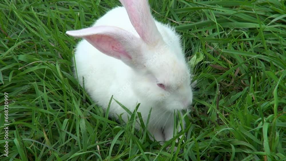 A white fluffy rabbit with long ears lies on the grass and eats it A white fluffy rabbit with long ears lies on the grass and eats it