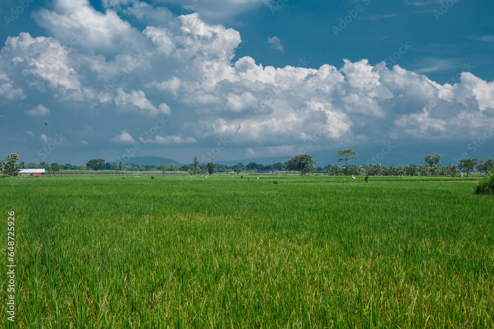 field and blue sky