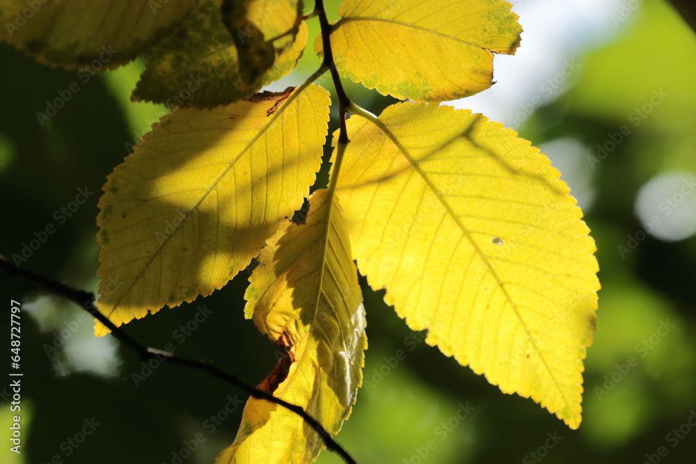 Fototapeta premium yellow leaves