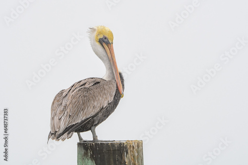 Foggy Morning Pelican