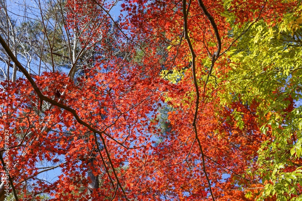 青空バックに見上げるカラフルなモミジの紅葉